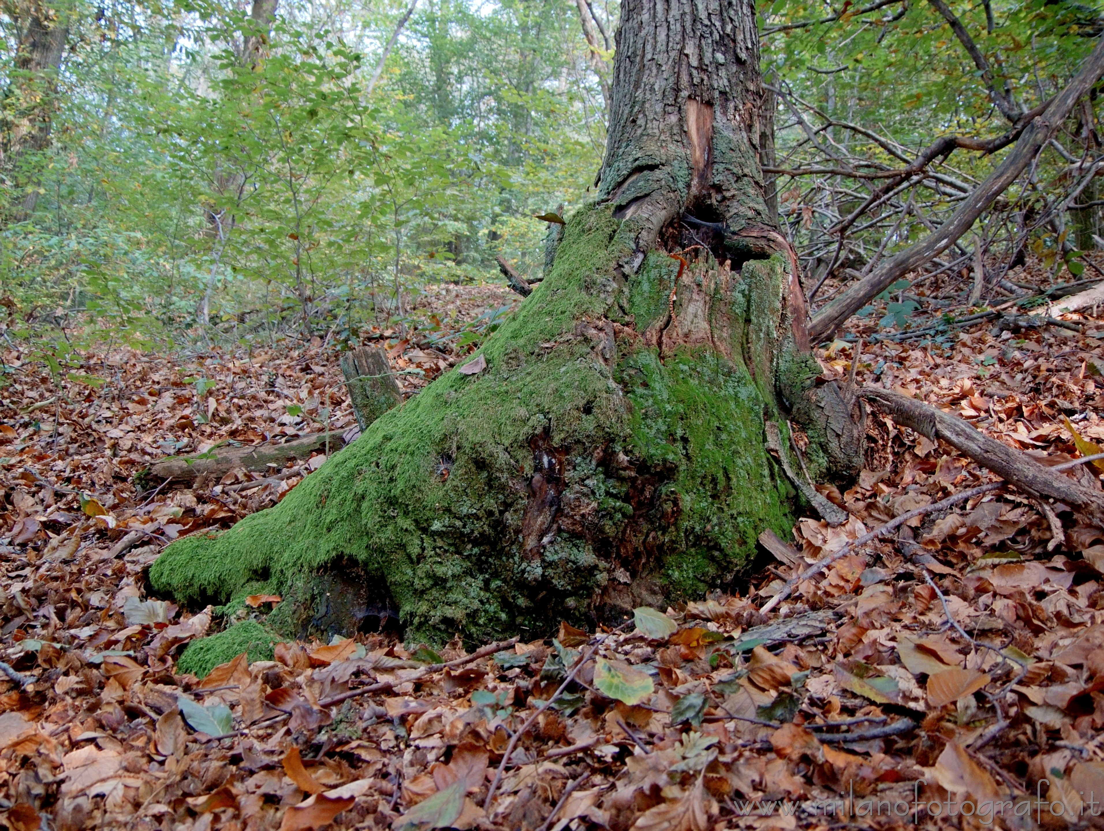 Brovello-Carpugnino (Verbano-Cusio-Ossola): Dettaglio del bosco - Brovello-Carpugnino (Verbano-Cusio-Ossola)