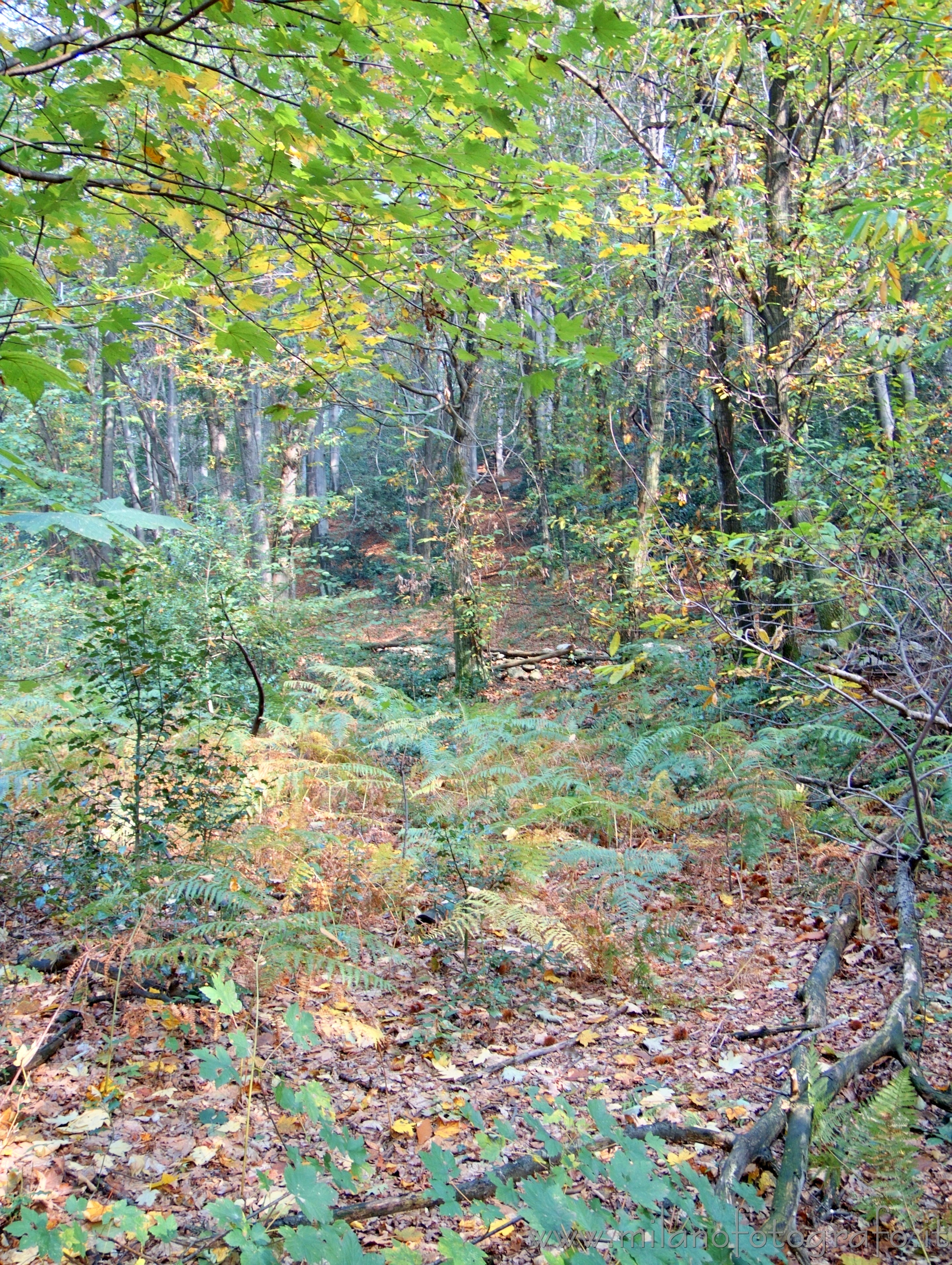 Brovello-Carpugnino (Verbano-Cusio-Ossola, Italy): Autumn woods - Brovello-Carpugnino (Verbano-Cusio-Ossola, Italy)