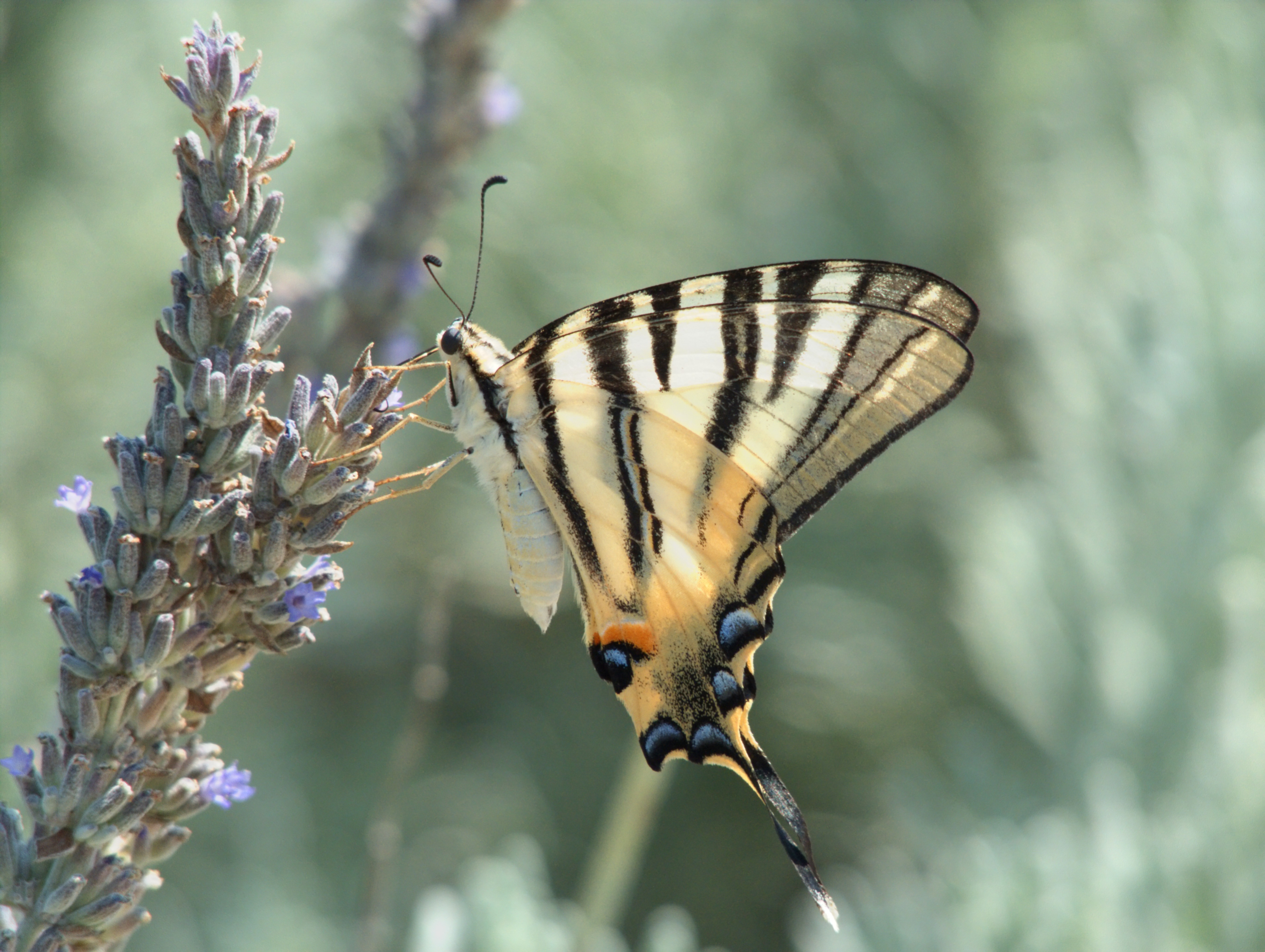 Corfù (Grecia): Farfalla (Papilio machaon) - Corfù (Grecia)