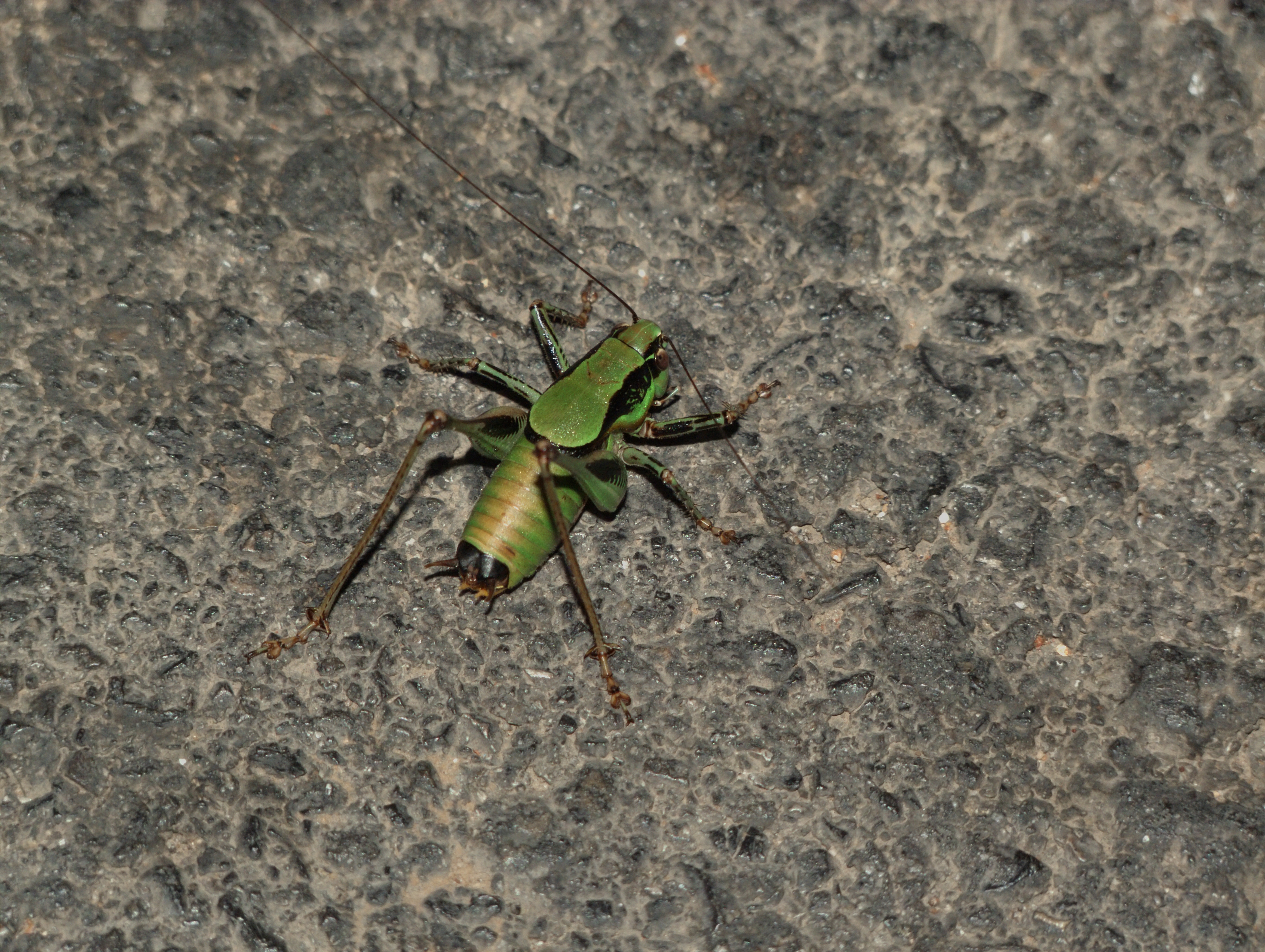 Korfu (Greece): Grashopper (unknown species) - Korfu (Greece)