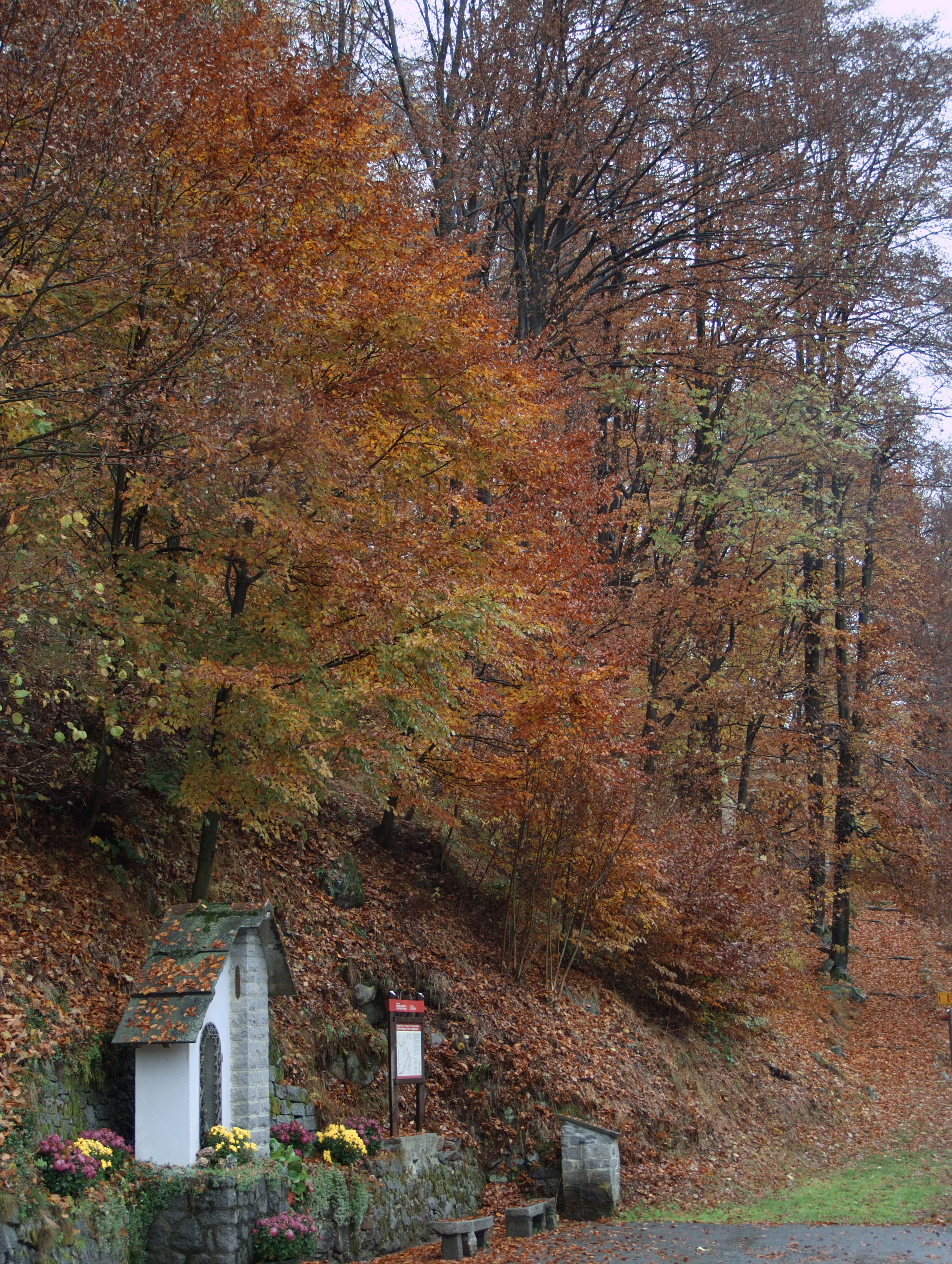 Campiglia Cervo (Biella, Italy): Authumn colors of the woods around Campiglia Cervo (Biella) - Campiglia Cervo (Biella, Italy)