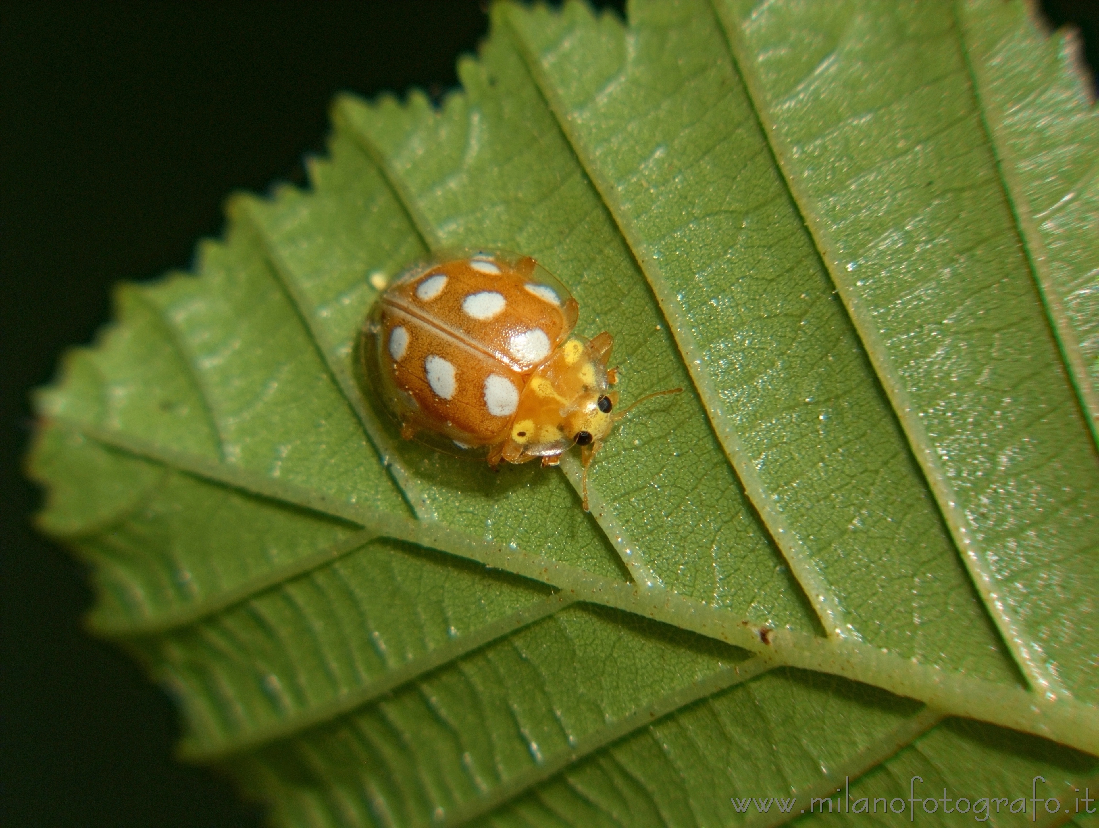 Cadrezzate (Varese, Italy): Coccinellide beetle Halyzia sedecimguttata - Cadrezzate (Varese, Italy)