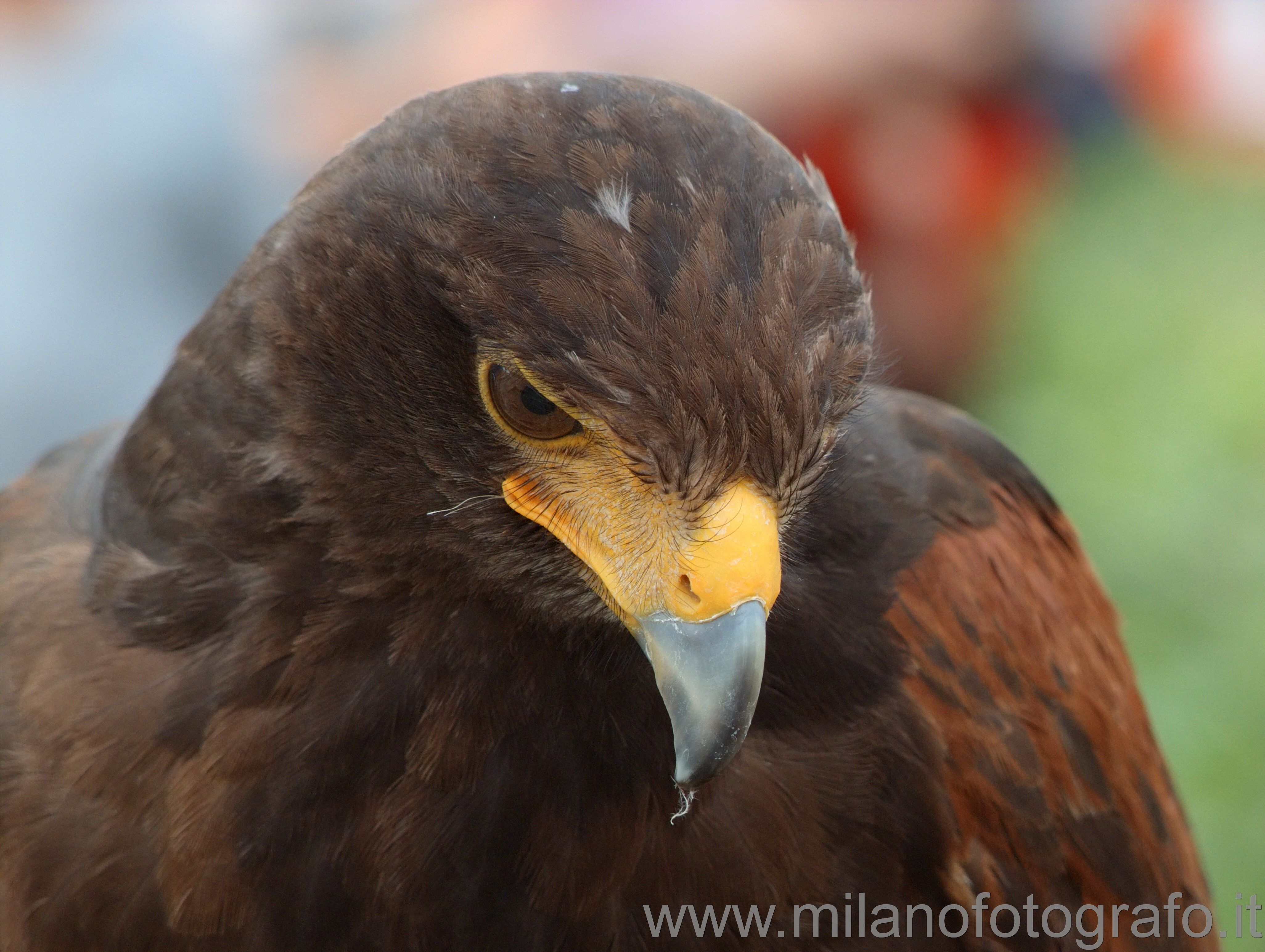 Milan (Italy) - Harris's Hawk