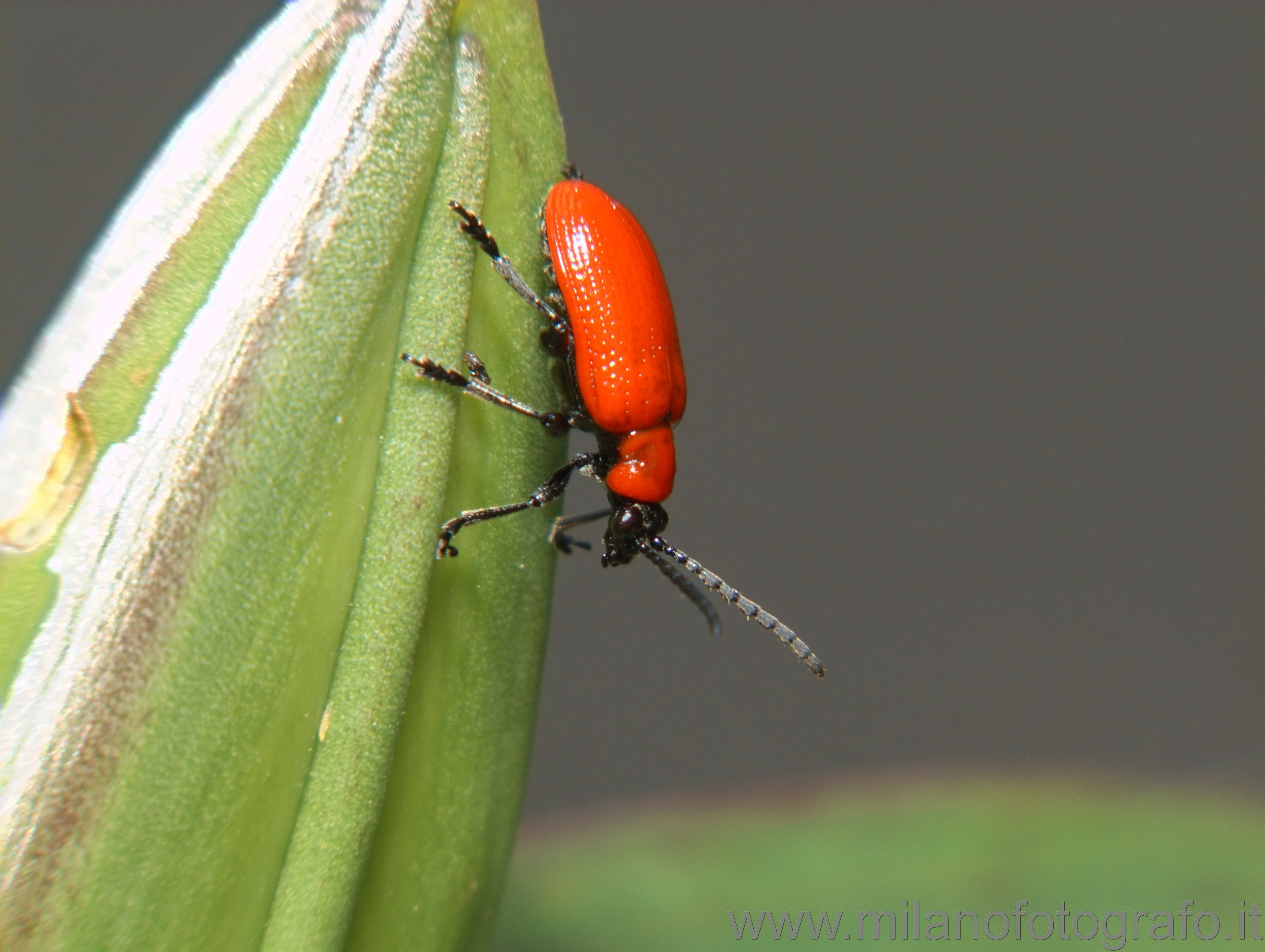 Campiglia Cervo (Biella, Italy) - Probably Lilioceris lilii