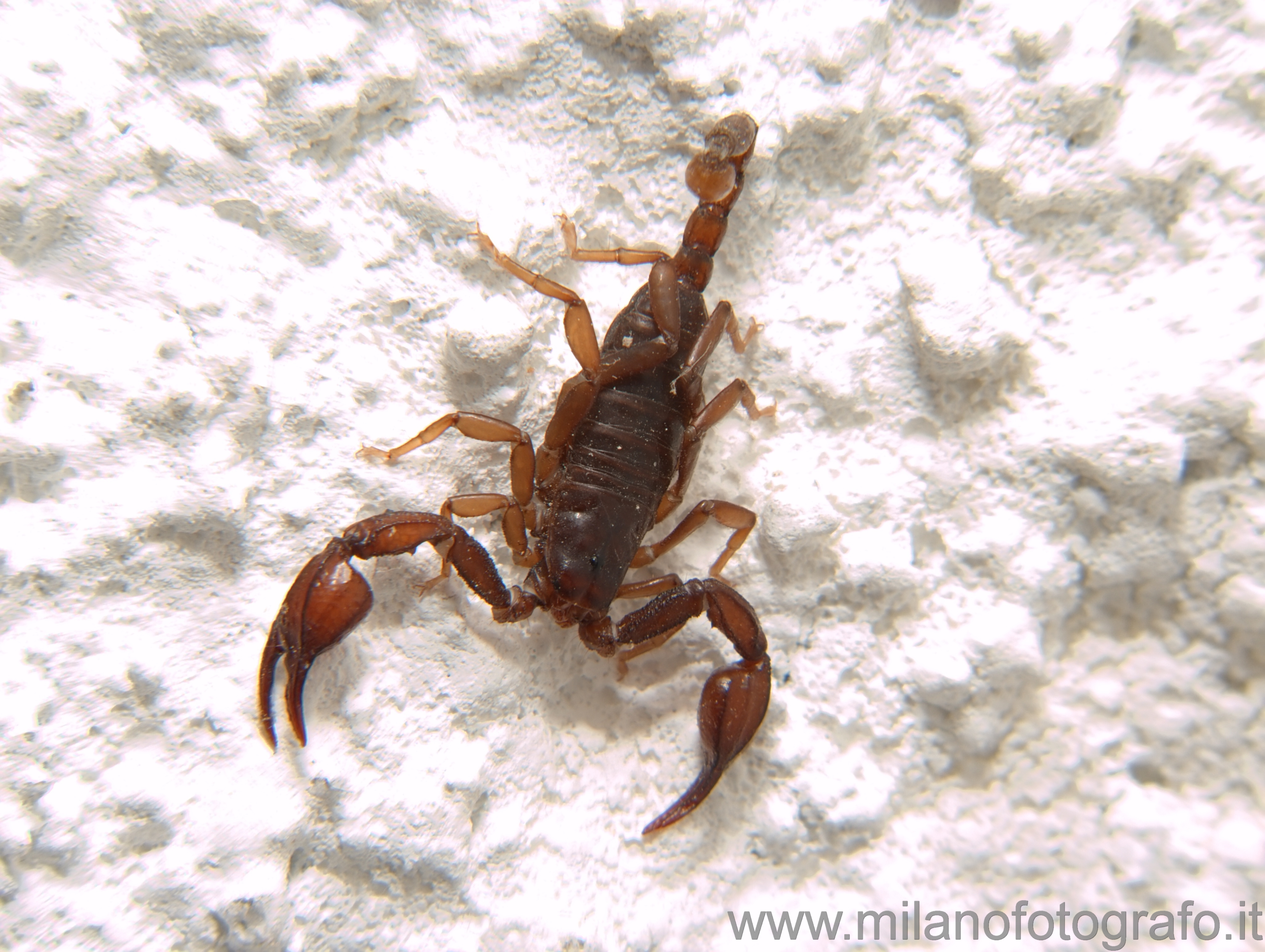 Campiglia Cervo (Biella, Italy) - Small skorpion