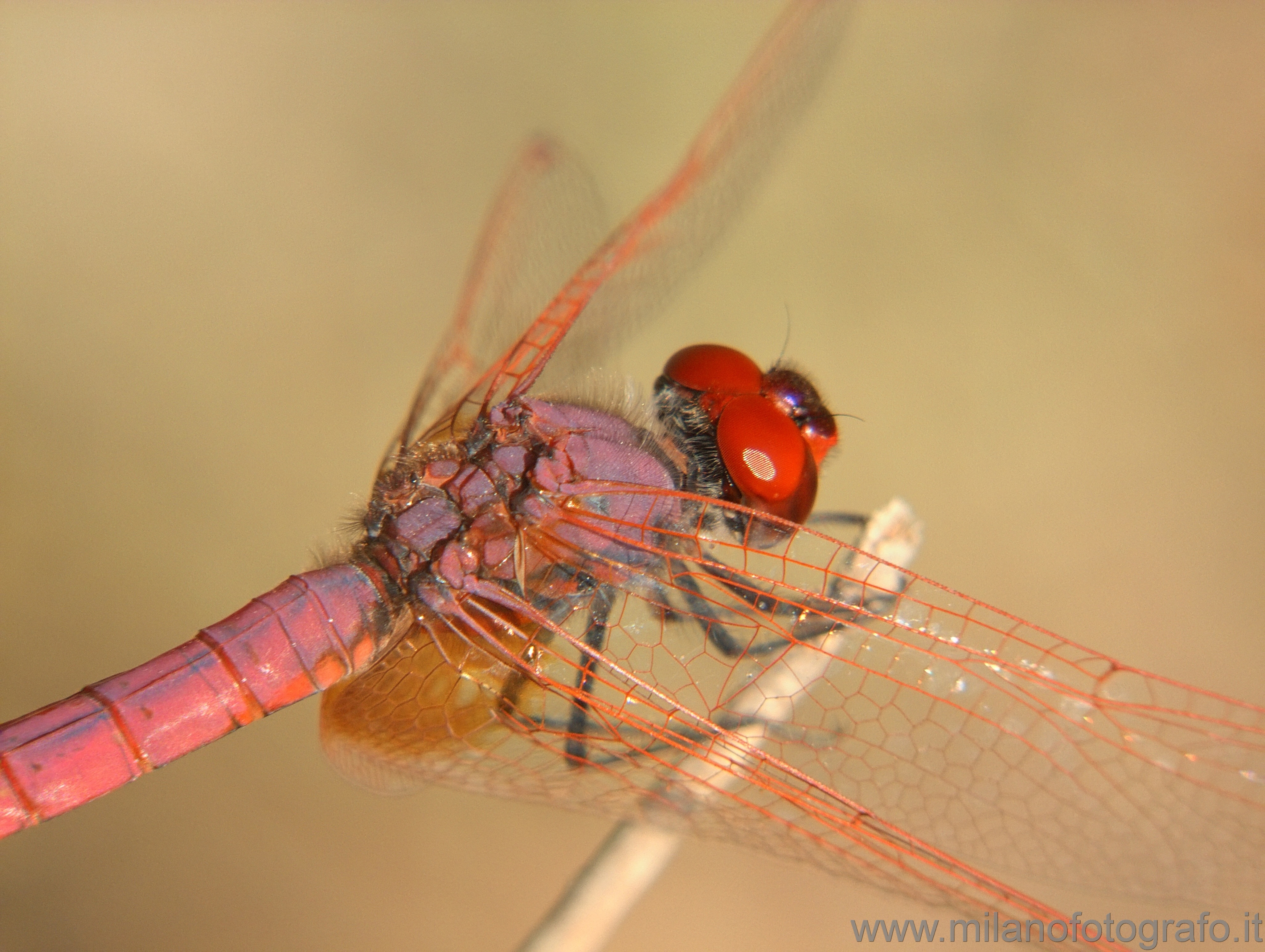 Torre San Giovanni (Lecce) - Male Trithemis annulata