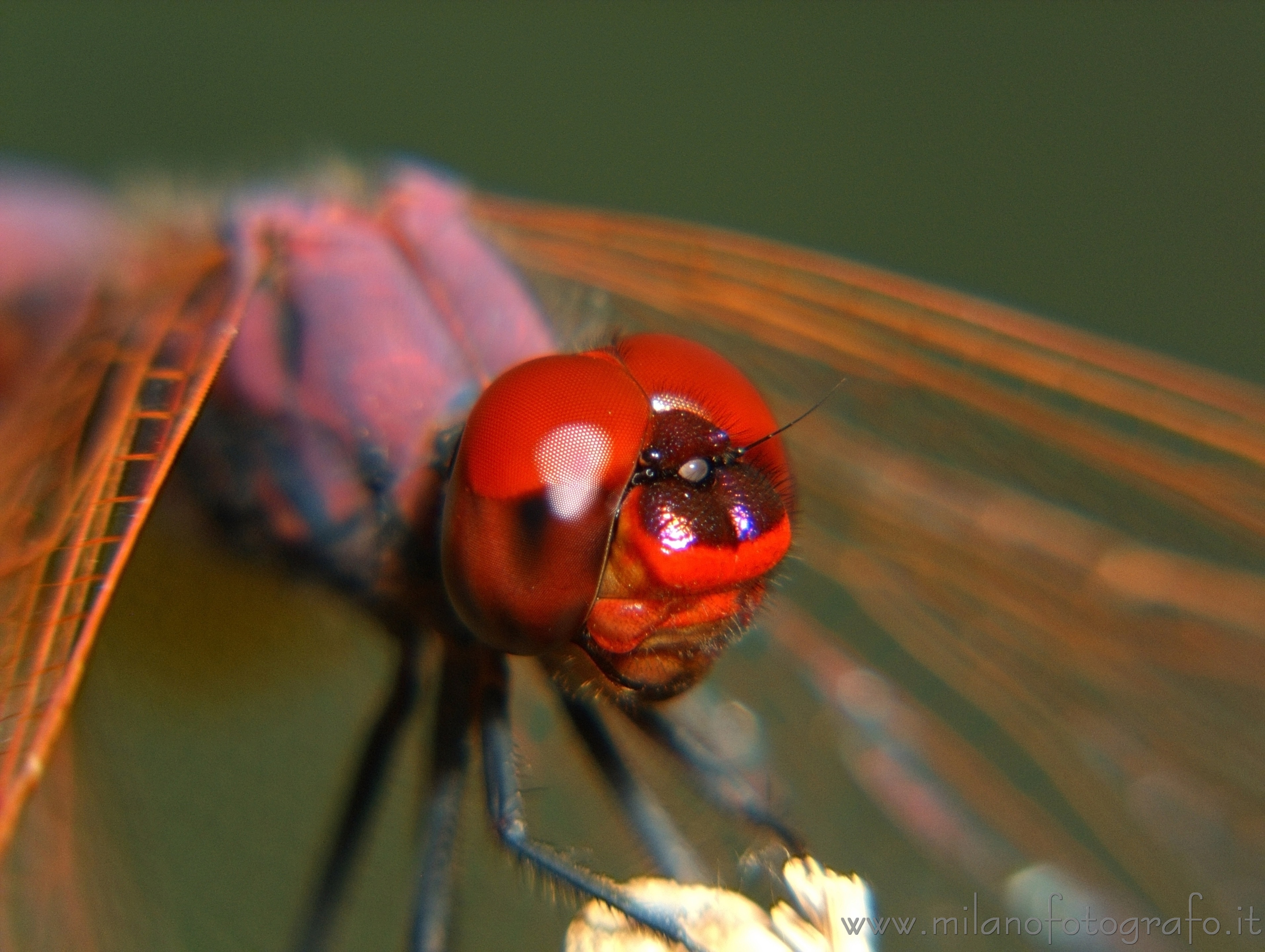 Torre San Giovanni (Lecce): Maschio di Trithemis annulata - Torre San Giovanni (Lecce)