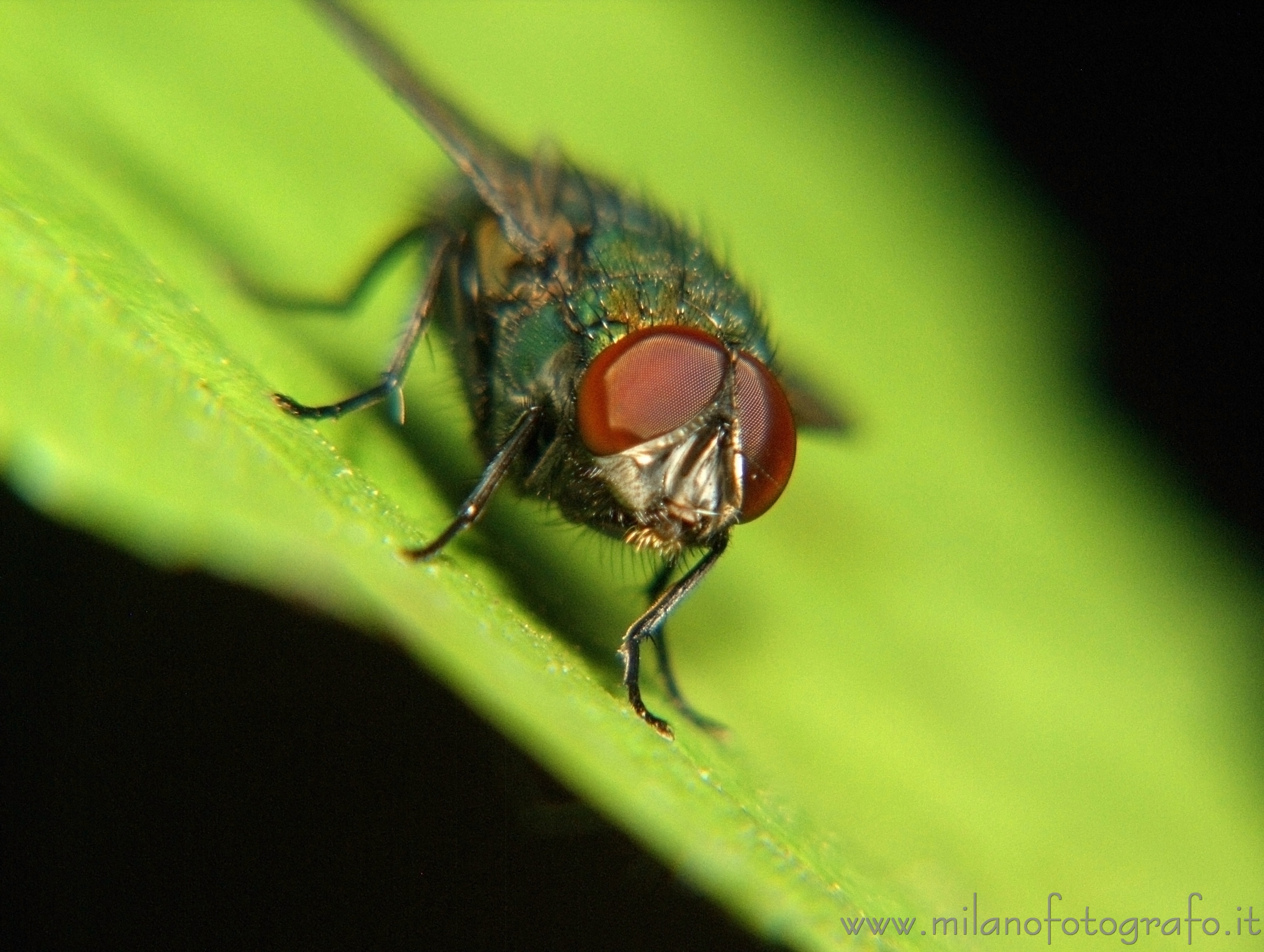 Cadrezzate (Varese, Italy): Portrait of a fly, probably Lucilia caesar - Cadrezzate (Varese, Italy)