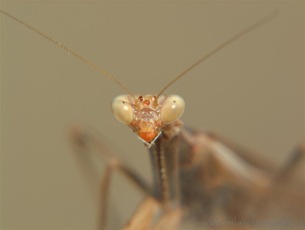 Torre San Giovanni (Lecce, Italy) - Portrait of a praying mantis