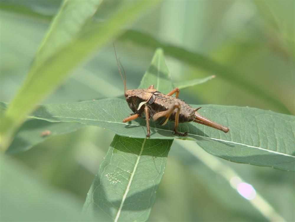 Biella (Italy) - Immature grasshopper