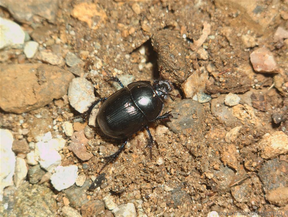 Caglio (Como, Italy) - Beetle, probably Geotrupes stercorarius
