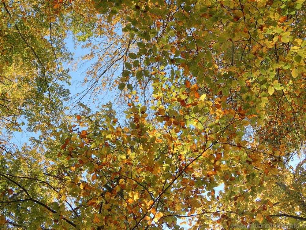 Piaro (Biella, Italy) - Autumn branches against the blue sky