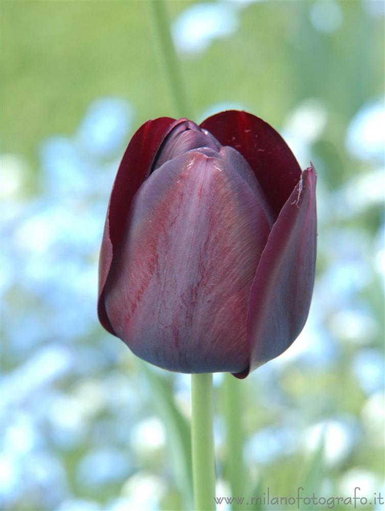 Tremezzo (Como, Italy) - Tulip flower