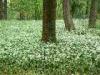 Monza (Monza e Brianza): Parco di Monza con aglio selvatico in fiori