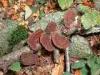 Brovello-Carpugnino (Verbano-Cusio-Ossola, Italy): Mushrooms, moss and dead leaves