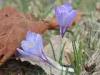Biella (Italy): Wild crocus flowers in the meadows around the Sanctuary of Oropa