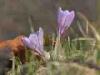 Biella (Italy): Violet wild crocus flowers in the meadows around the Sanctuary of Oropa