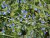 Zavatterello (Pavia, Italy): Blue spring flowers