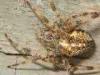 Campiglia Cervo (Biella): Ragno crociato (Araneus diadematus)