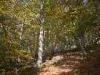 Piaro (Biella, Italy): beech forest in autumn