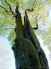 Tremezzo (Como): Grande albero nel parco di Villa Carlotta