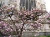 Milan (Italy): The pink magnolia behind the Duomo in bloom