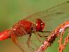 Cadrezzate (Varese): Crocothemis erythraea