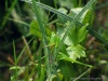 Cadrezzate (Varese, Italy): Grasshopper Ruspolia nitidula