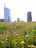Milan (Italy): The skyscrapers of Porta Nuova on the background of a flowery meadow