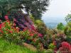Pollone (Biella, Italy): Colorful bushes of rhododendrons in the Burcina Park