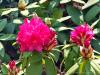 Pollone (Biella, Italy): Rhododendron flowers in the Burcina Park