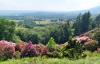 Pollone (Biella, Italy): View of the plain framed by flowering rhododendrons in the Burcina Park