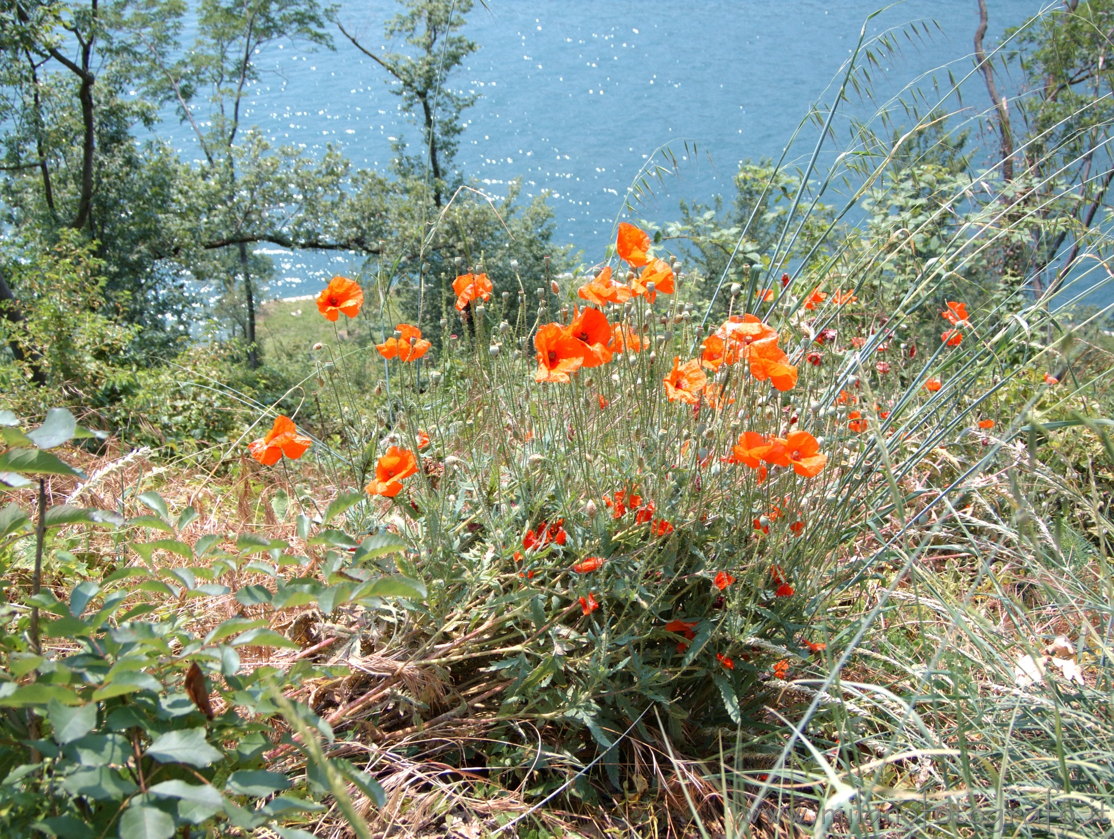 Monte Isola (Brescia, Italy): Landscape with lake and poppies - Monte Isola (Brescia, Italy)