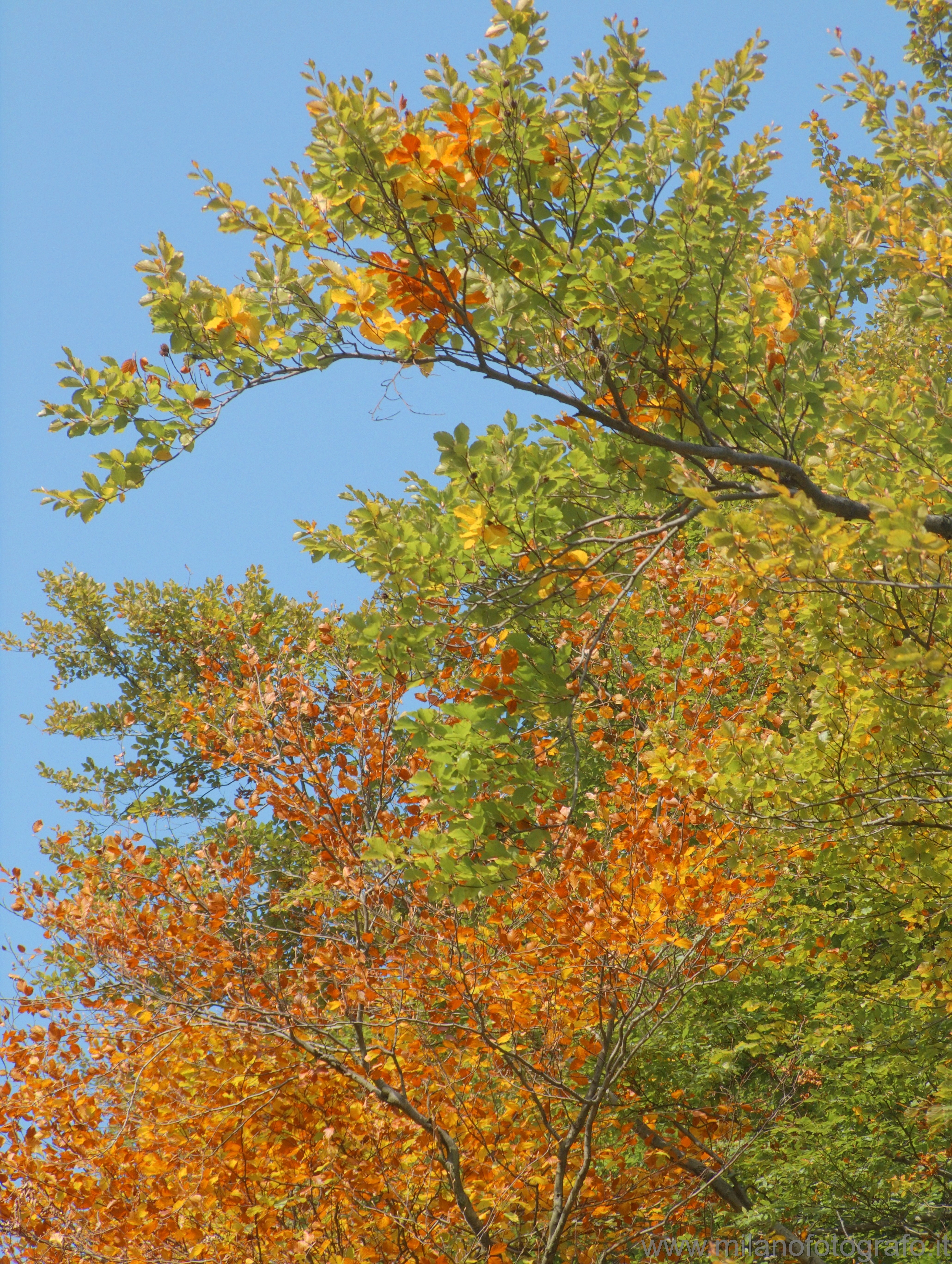 Piaro (Biella, Italy) - Autumn branches against the sky