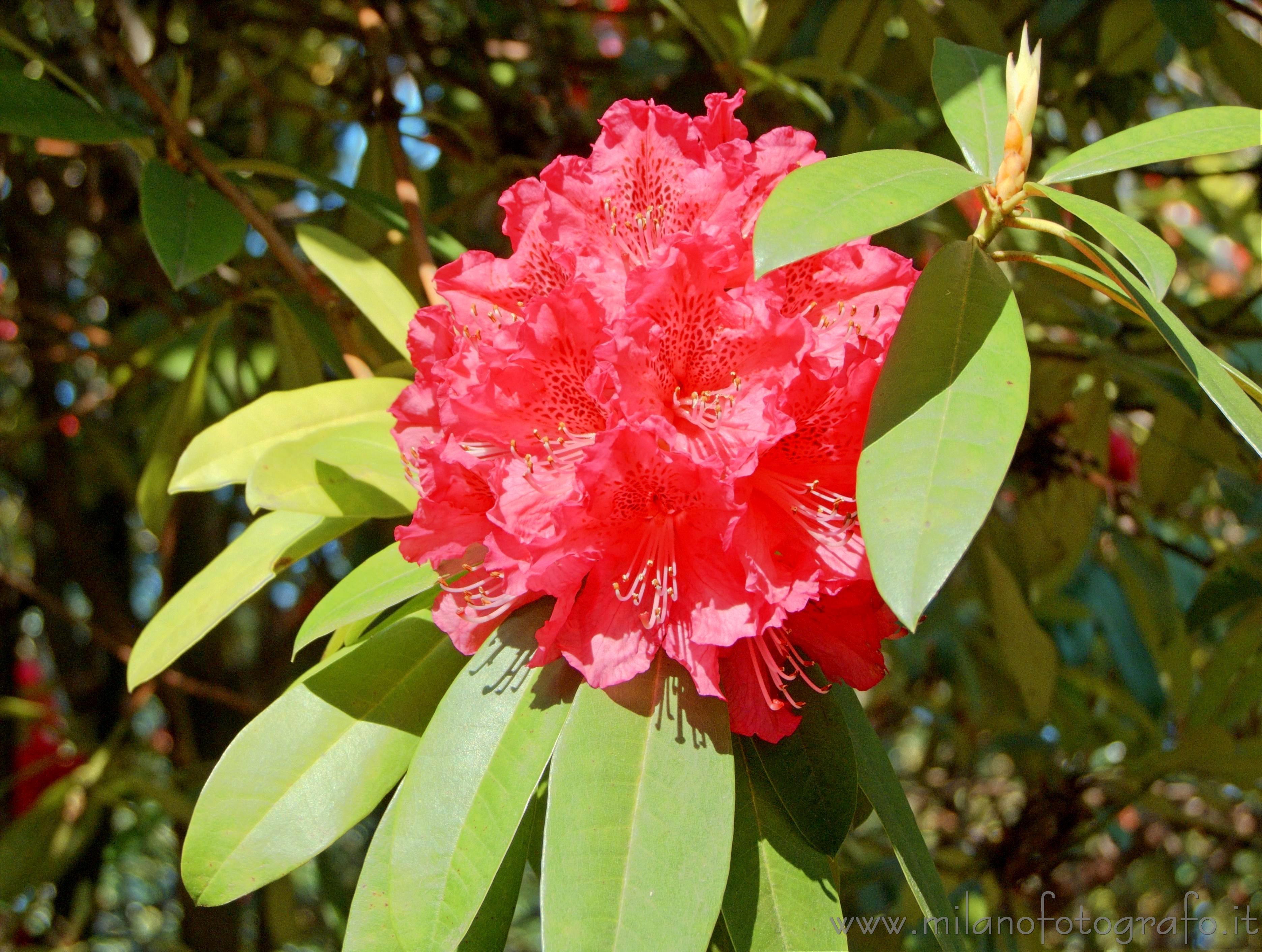 Tremezzo (Como, Italy) - Rododendrum flowers