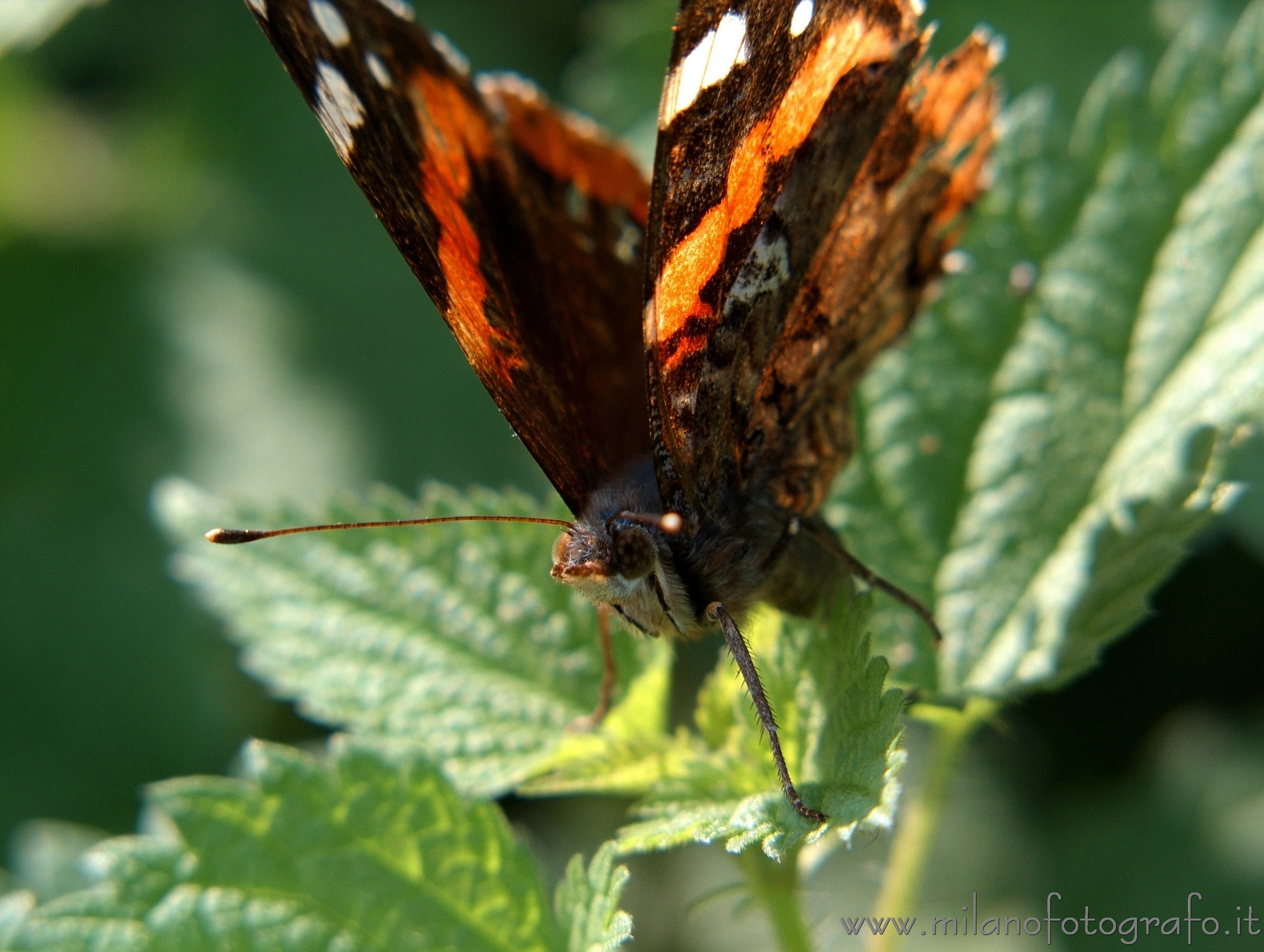 Montevecchia (Lecco): Farfalla Vanessa atalanta - Montevecchia (Lecco)