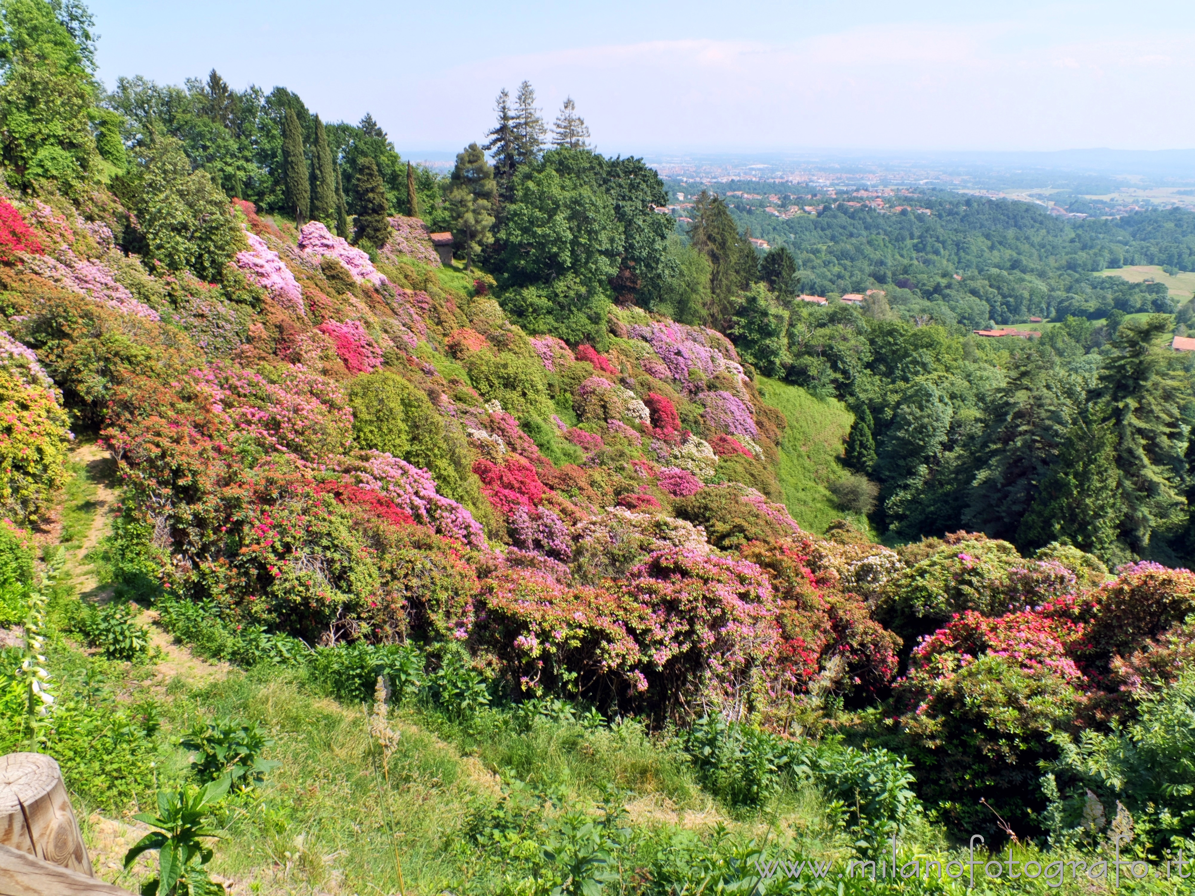 Pollone (Biella): Conca dei rododendri nel Parco Burcina - Pollone (Biella)