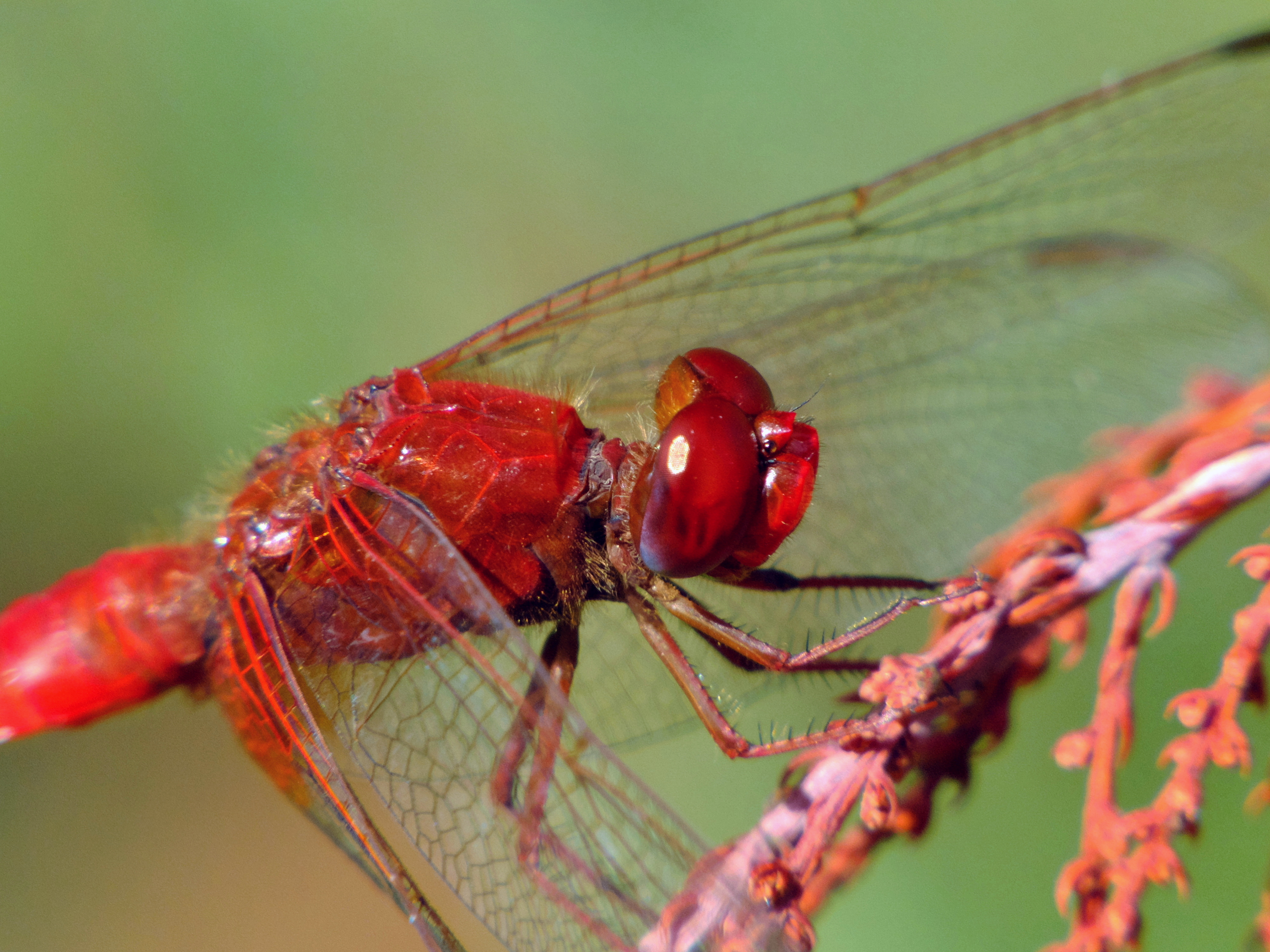 Cadrezzate (Varese): Crocothemis erythraea - Cadrezzate (Varese)