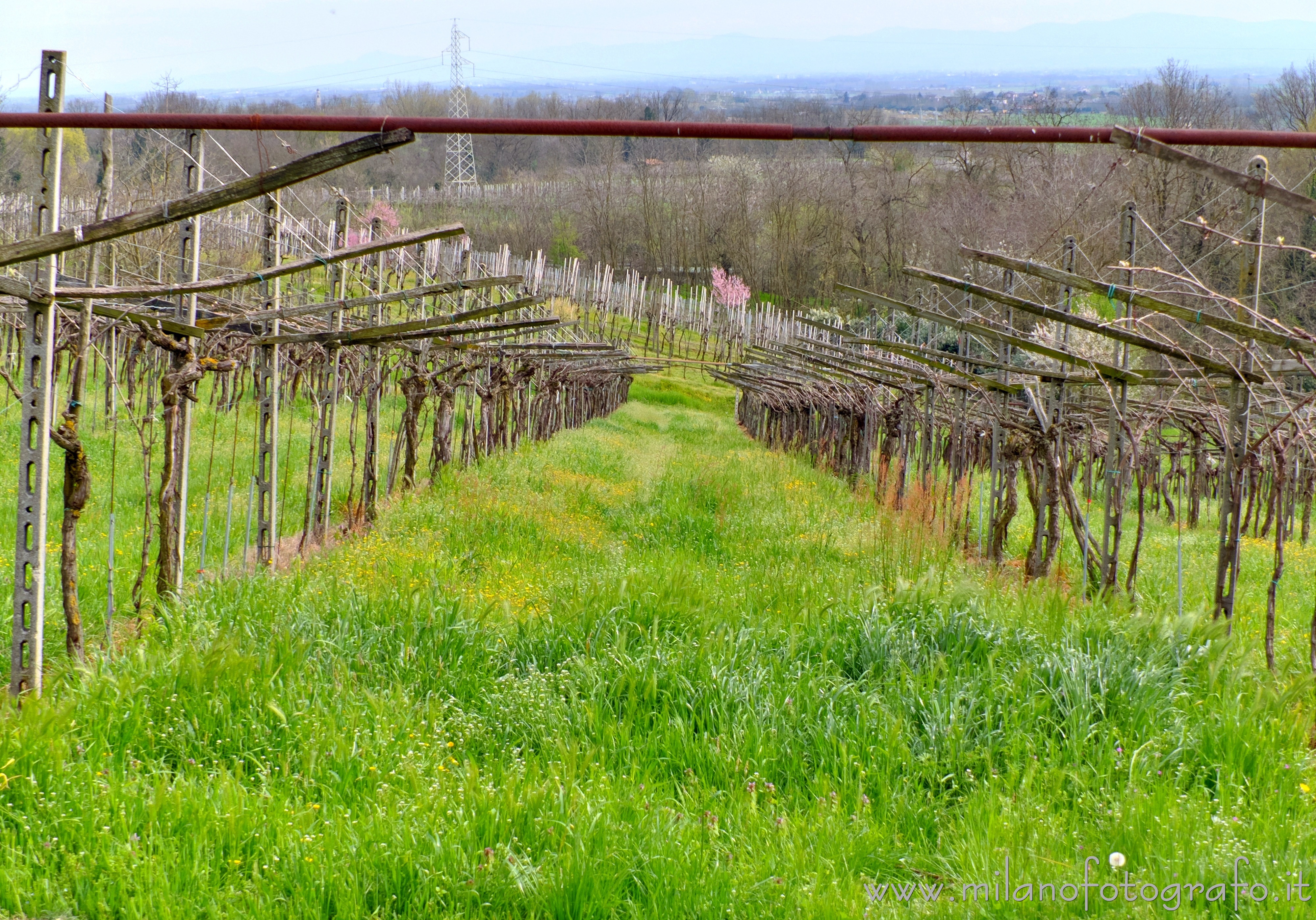 Miradolo Terme (Pavia): Campi coltivati a vigne - Miradolo Terme (Pavia)