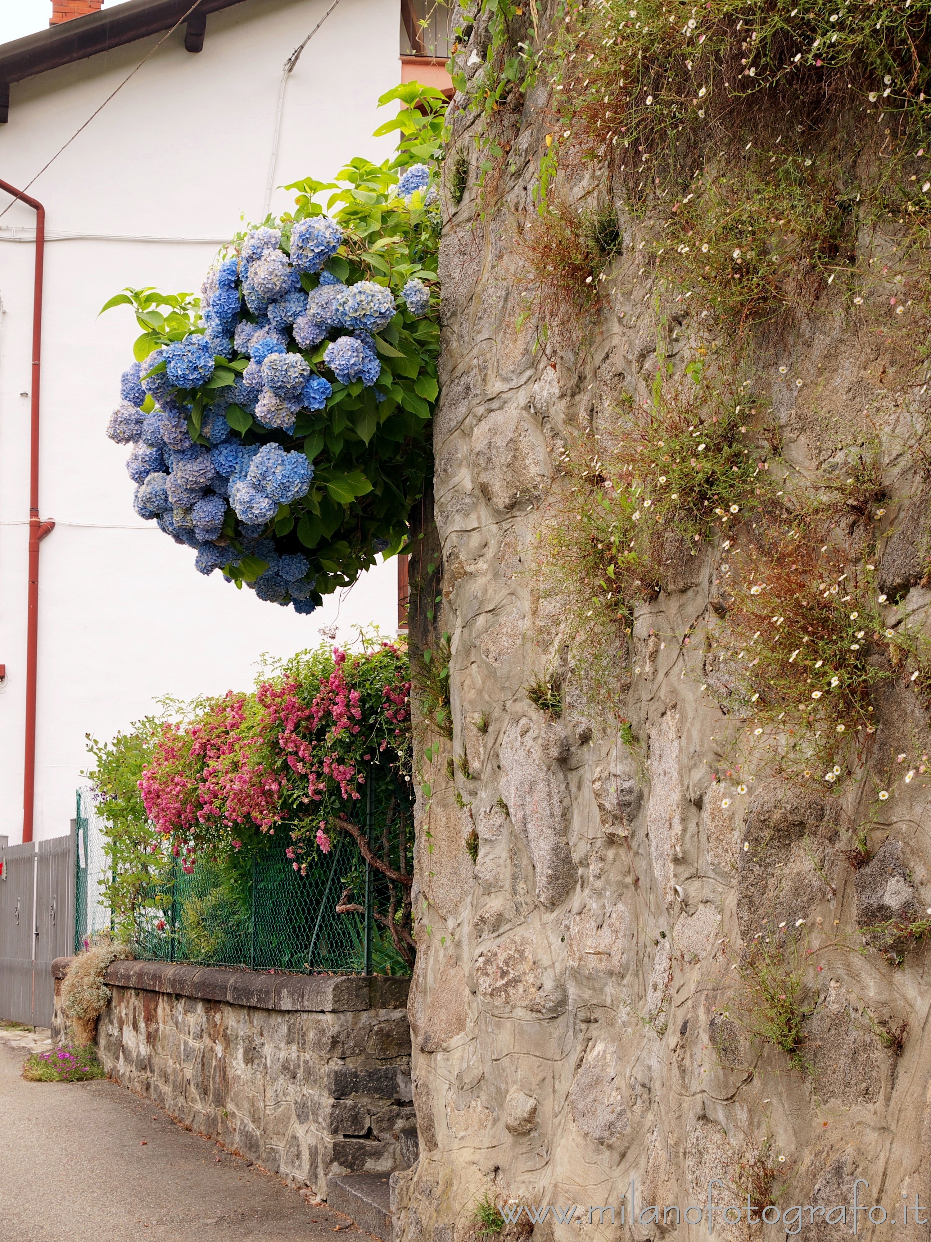 Valmosca frazione di Campiglia Cervo (Biella): Colori dell'Estate nella strada del paese - Valmosca frazione di Campiglia Cervo (Biella)